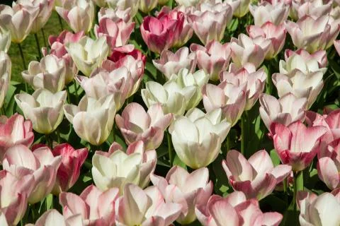 Background image of ping and white tulips Stock Photos