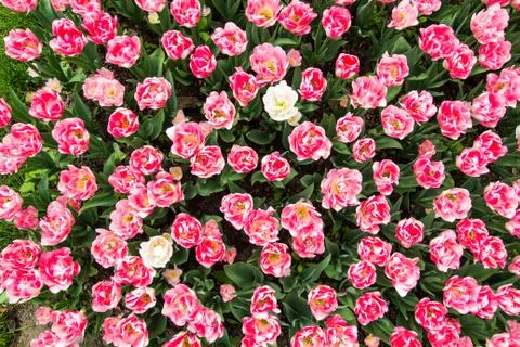 Background image of ping spring tulips in garden Stock Photos