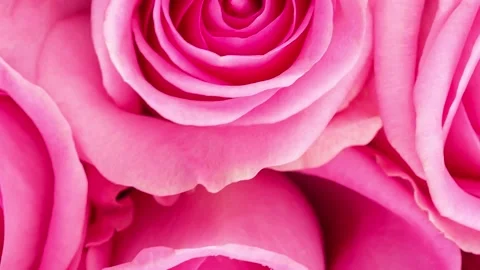 Background image of pink roses Stock Footage 178031820