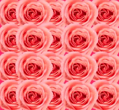 Background image of pink roses Stock Illustration