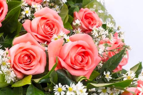 Background image of pink roses Stock Photos
