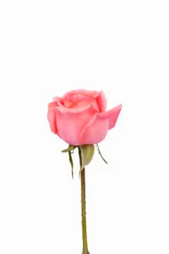 Background image of pink roses Stock Photos