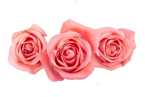 Background image of pink roses Stock Photos