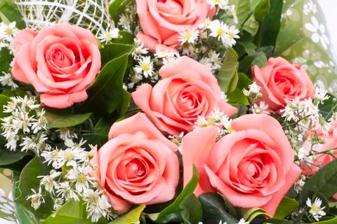 Background image of pink roses Stock Photos