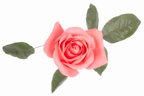 Background image of pink roses Foto stock