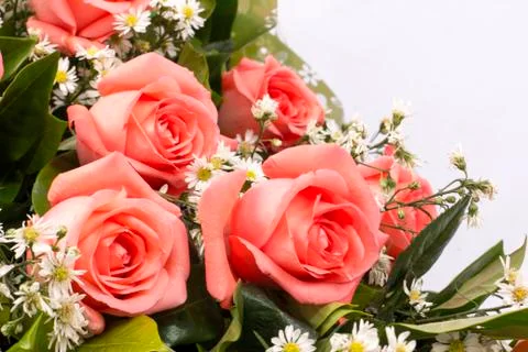 Background image of pink roses Stock Photos