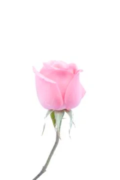 Background image of pink roses Stock Photos