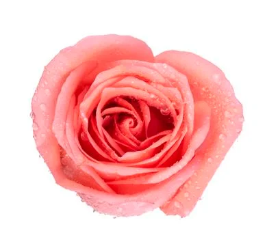 Background image of pink roses Foto stock