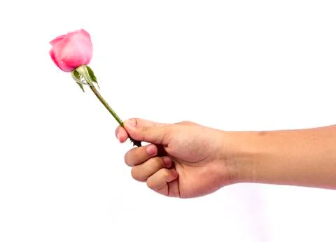 Background image of pink roses Stock Photos