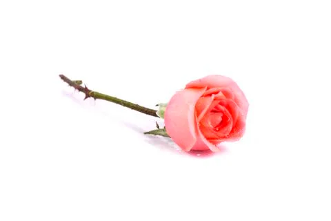 Background image of pink roses Stock Photos