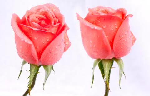 Background image of pink roses 写真素材