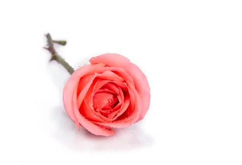Background image of pink roses Stock Photos