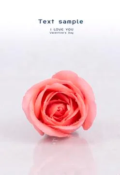 Background image of pink roses Stock Photos