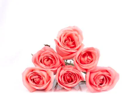 Background image of pink roses Stock Photos