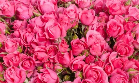 Background image of pink roses Stock Photos