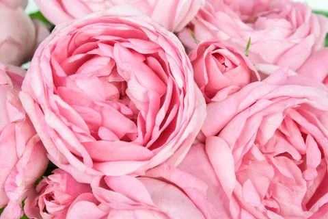 Background image of pink roses Stock Photos