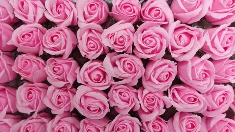 Background image of pink roses Foto stock