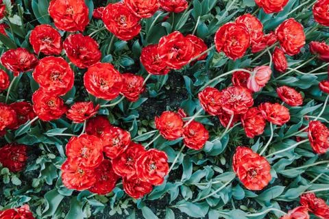 Background image of red spring tulips taken from above Stock Photos