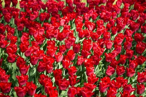 Background image of red spring tulips in garde Stock Photos