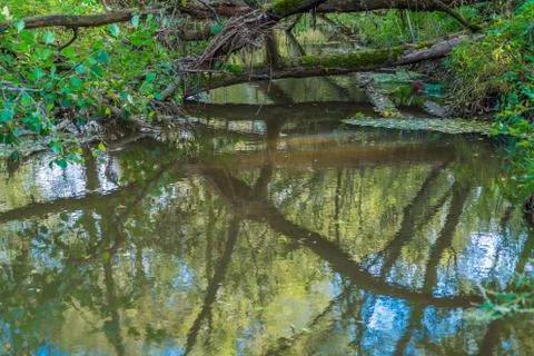 The background image of the reflection of the trees on the river surface Stock Photos