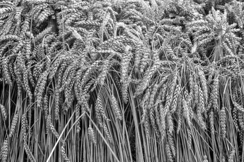 Background image: ripe ears of rye close-up Stock Photos