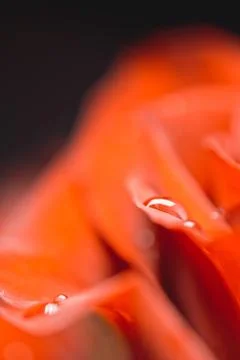 Background image of rose petals close up on a dark background Stock Photos