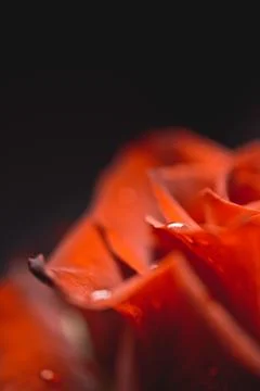 Background image of rose petals close up on a dark background Stock Photos