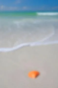 Background Image of a SeaShell on the Beach Stock Photos