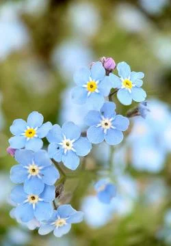 Background image of small forget-me-nots flowers close-up Stock Photos