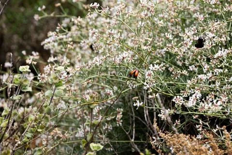 A background image of some blurred flowers and a ladybug Stock Photos