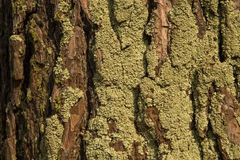Background Image Of The Texture Of An Old Tree bark Stock Photos
