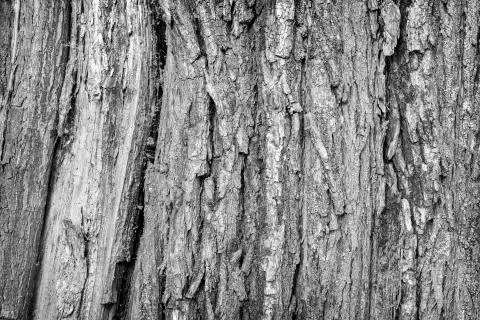 Background image: the texture of tree bark Stock Photos