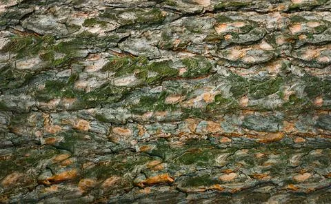 Background image of tree bark with moss. Stock Photos
