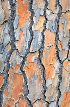 Background image of a  tree bark Stock Photos