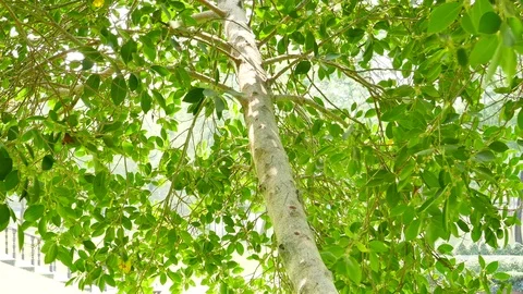 Background image of a tree in nature Stock Footage 87624546