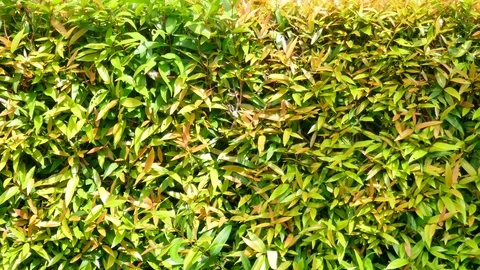 Background image of a tree in nature Stock Footage 91671972