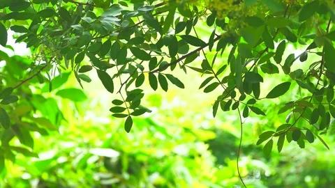 Background image of a tree in nature Stock Footage 93115096