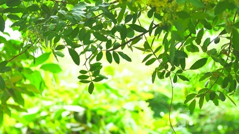 Background image of a tree in nature Stock Footage 93115321