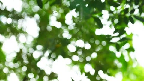 Background image of a tree in nature Stock Footage 93115602