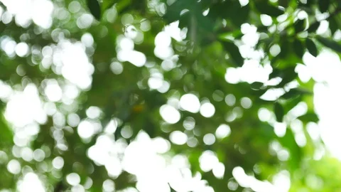 Background image of a tree in nature Stock Footage 93115916