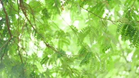 Background image of a tree in nature Stock Footage 93115976