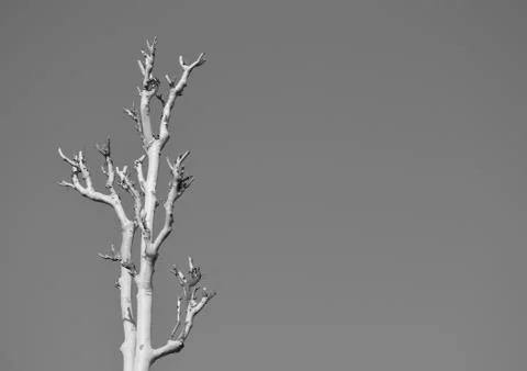 Background image with a tree without any leaves against clear sky. Stock Photos