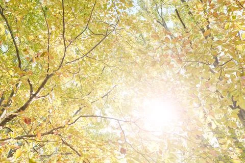 Background image of trees in autumn (with backlighting) Stock Photos