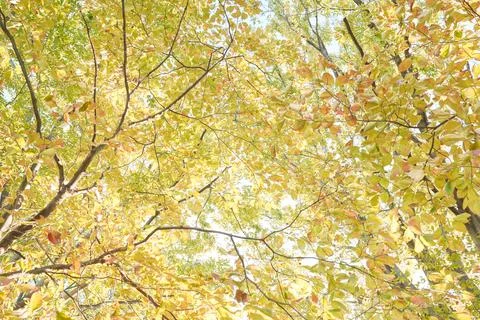 Background image of trees in autumn Stock Photos