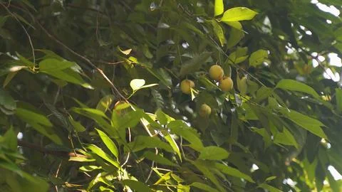Background image of a tropical fruit tree with fruits and leaves Stock Photos