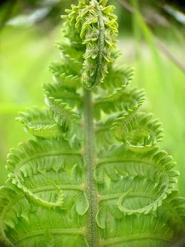 Background image of a twisted leaf of a green fern Foto stock