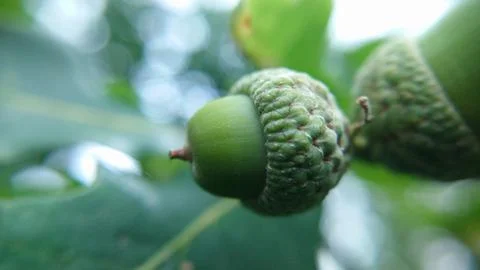 Background image of two oak acorns outdoors close-up Stock Photos