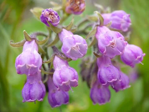 Background image unopened bell lilac phlox close-up Stock Photos