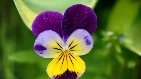 Background image of a violet flower close-up outdoors Stock Photos