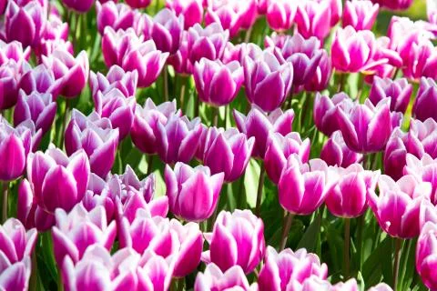 Background image of violet spring tulips in garden Stock Photos